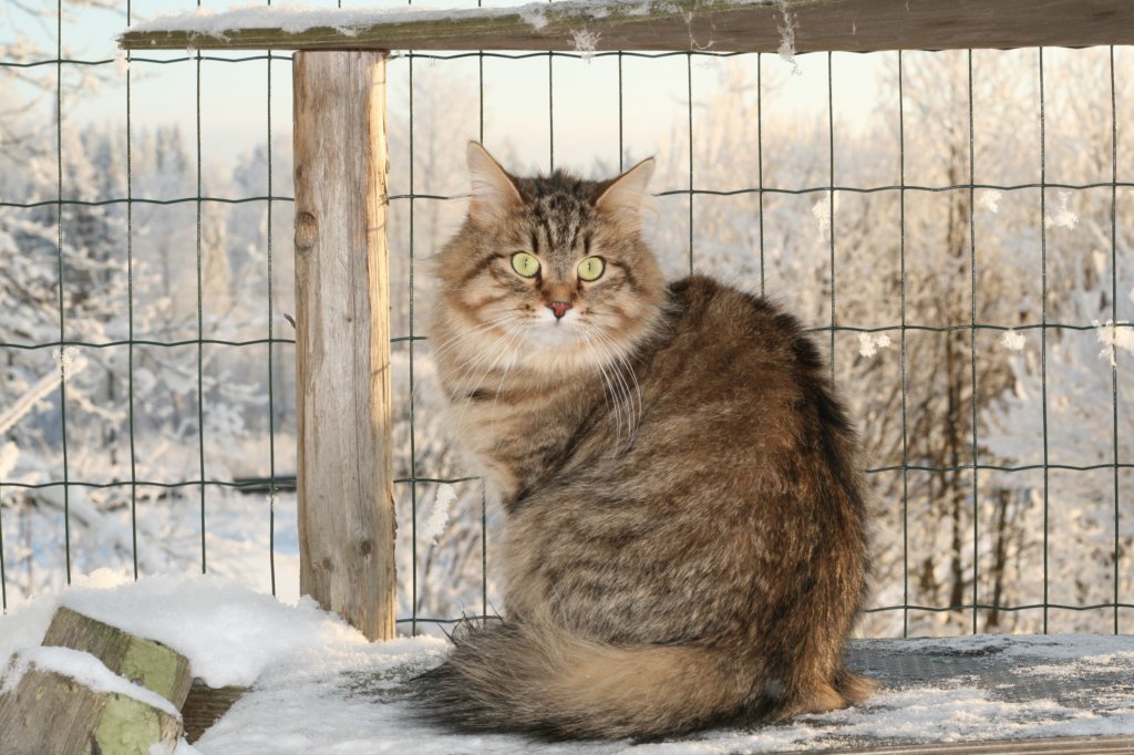 golda28.jpg
