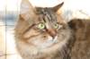golda30_small.jpg