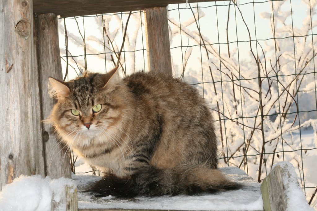 golda33.jpg