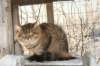 golda33_small.jpg