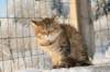 golda34_small.jpg