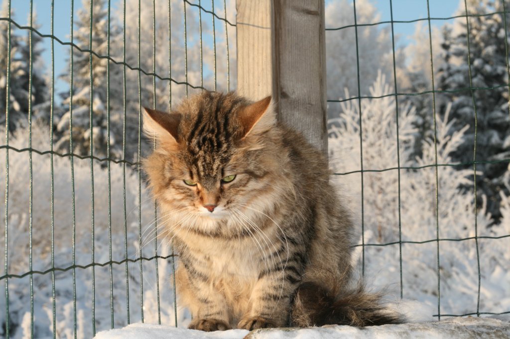golda35.jpg