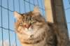 golda36_small.jpg
