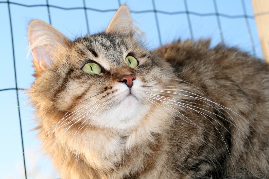golda40.jpg