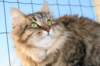 golda40_small.jpg