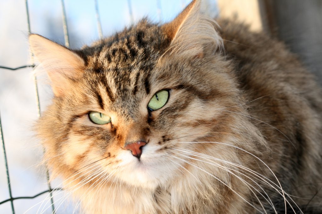 golda41.jpg