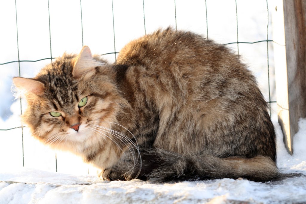 golda43.jpg