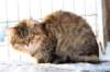 golda43_small.jpg