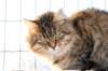 golda44_small.jpg