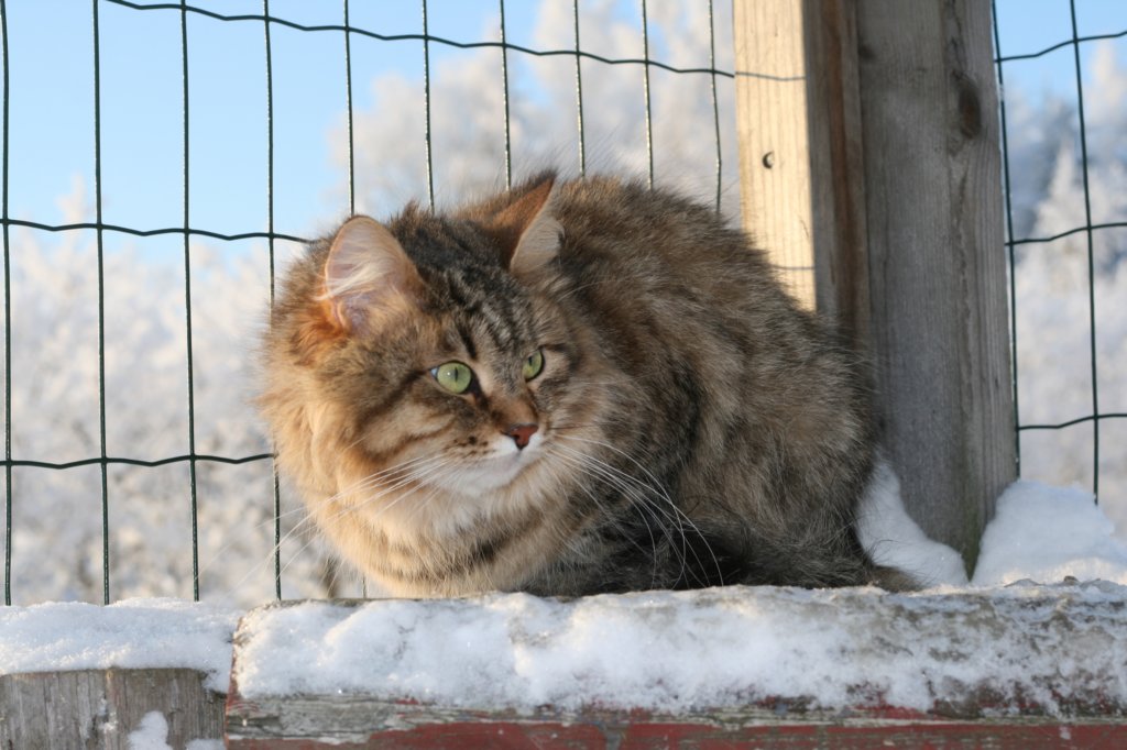 golda47.jpg