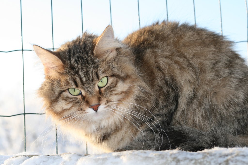 golda49.jpg