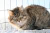 golda49_small.jpg