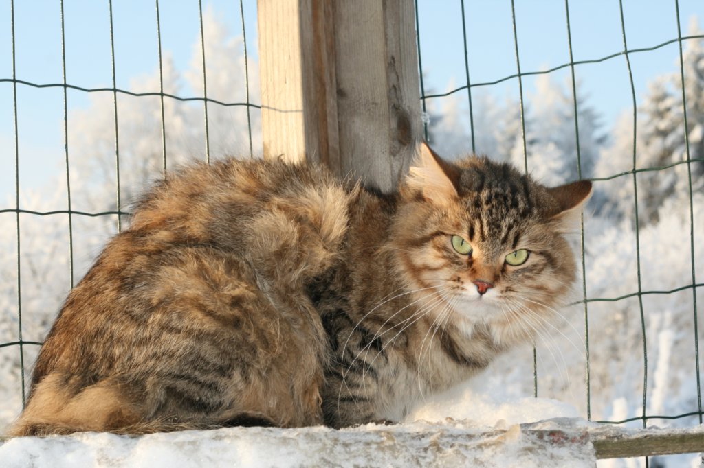 golda5.jpg