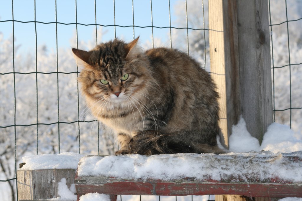 golda52.jpg