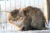 golda54_small.jpg