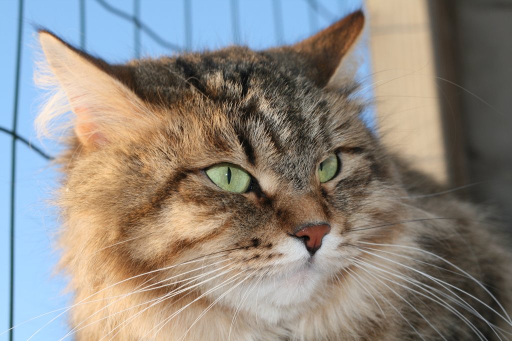 golda55.jpg