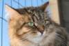 golda55_small.jpg