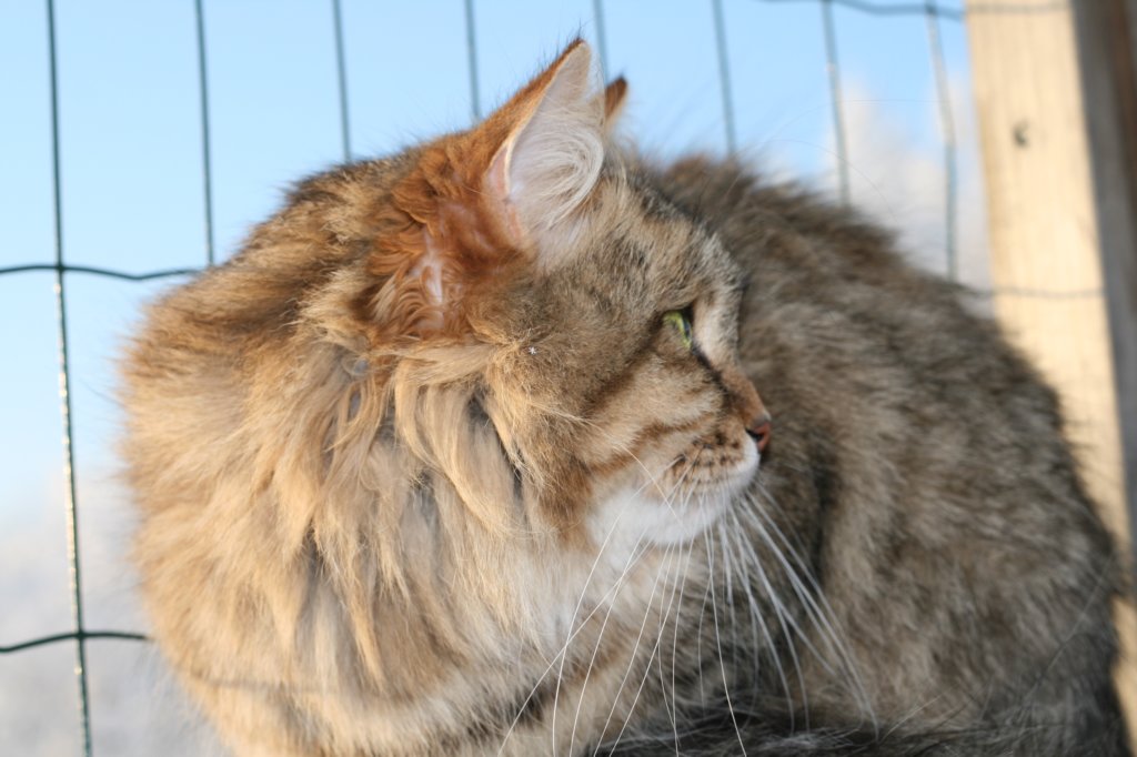 golda56.jpg
