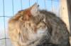 golda56_small.jpg