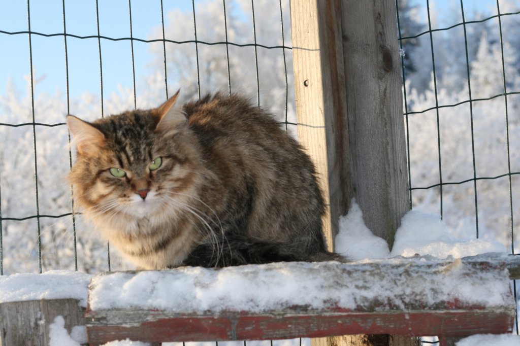 golda59.jpg