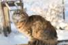 golda63_small.jpg