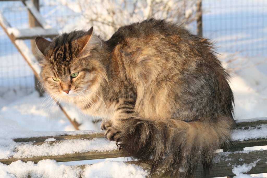 golda67.jpg