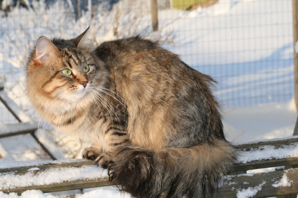 golda71.jpg