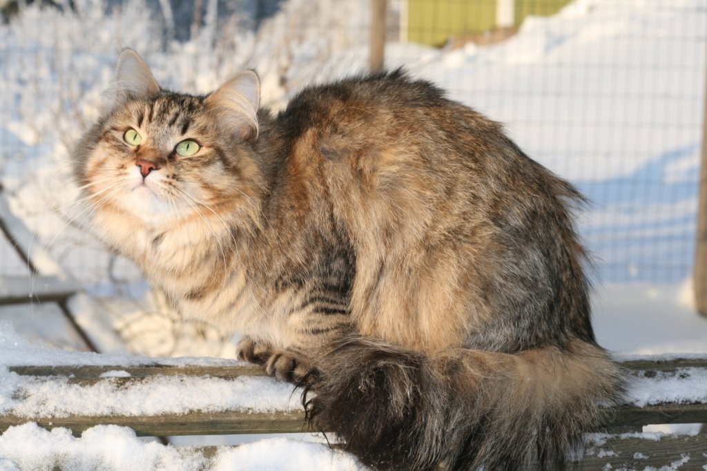 golda73.jpg