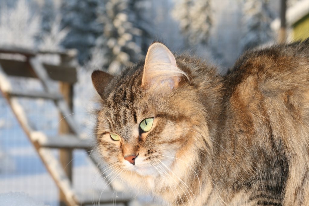 golda75.jpg