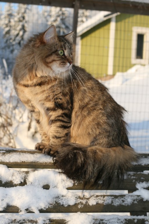 golda76.jpg