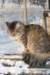 golda77_small.jpg
