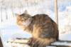 golda80_small.jpg