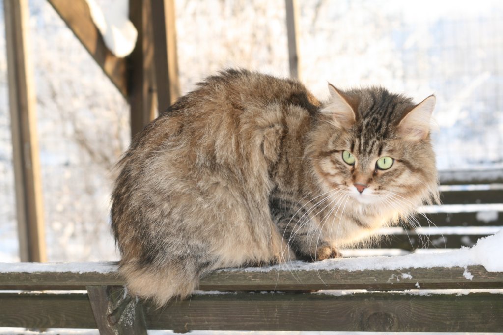 golda82.jpg