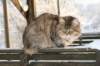 golda83_small.jpg