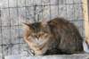 golda88_small.jpg