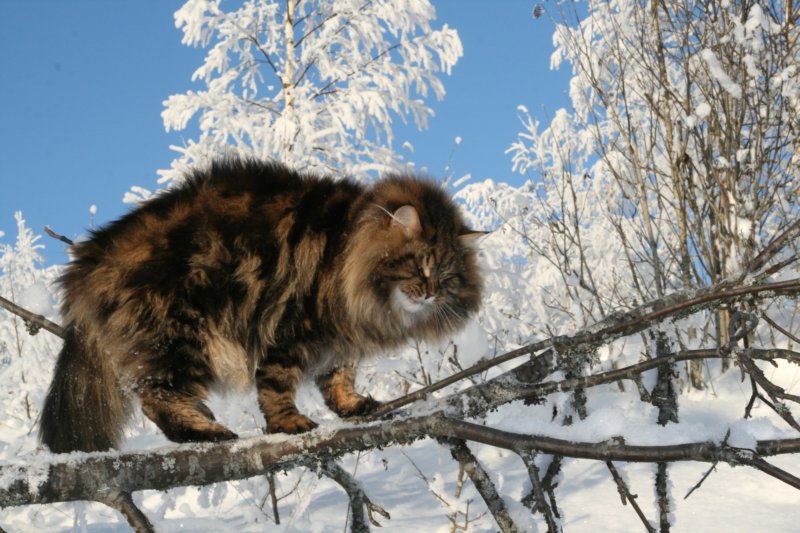 gicamurinesra10.jpg