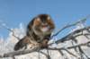gicamurinesra16_small.jpg