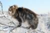 gicamurinesra25_small.jpg