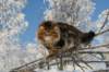 gicamurinesra29_small.jpg
