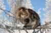 gicamurinesra31_small.jpg