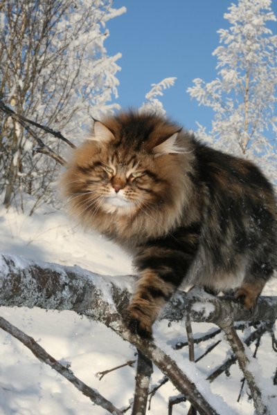 gicamurinesra32.jpg