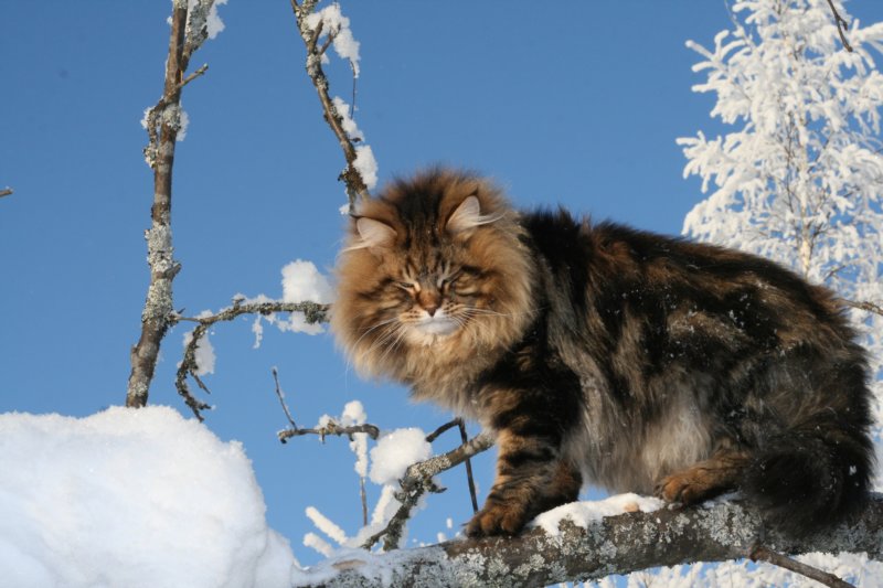 gicamurinesra33.jpg