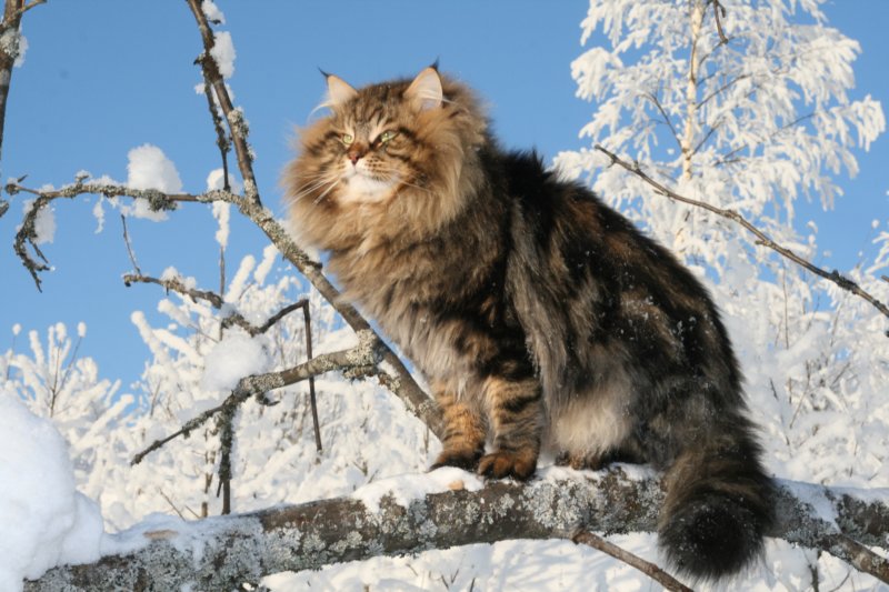 gicamurinesra36.jpg