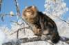 gicamurinesra36_small.jpg