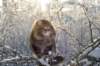 gicamurinesra38_small.jpg