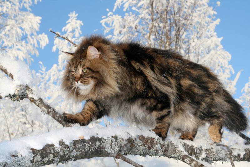 gicamurinesra4.jpg