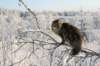 gicamurinesra44_small.jpg