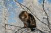 gicamurinesra54_small.jpg