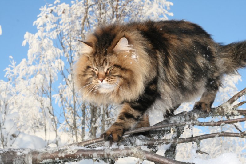 gicamurinesra55.jpg