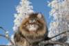 gicamurinesra57_small.jpg